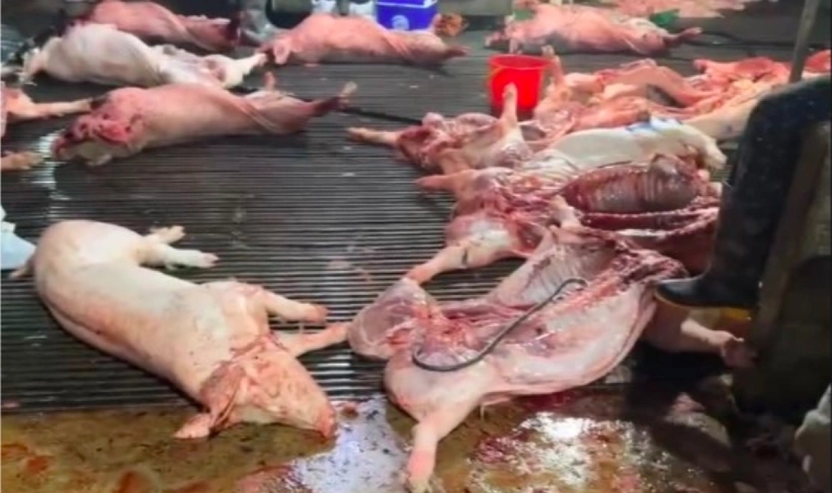 Lỗ hổng nào khiến lợn bệnh tuồn vào bếp ăn rất nhiều trường học giữa Thủ đô?